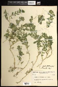 Selaginella silvestris image