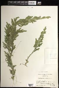 Selaginella stellata image