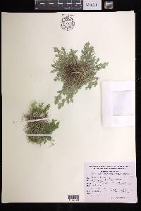 Selaginella pallescens image