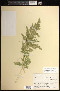 Selaginella stenophylla image