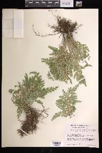 Selaginella pallescens image