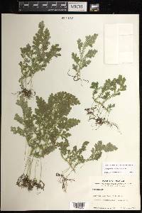 Selaginella stenophylla image