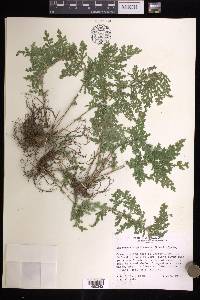 Selaginella pallescens image