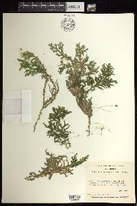 Selaginella subrugosa image