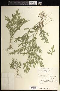 Selaginella sertata image