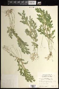 Selaginella stenophylla image