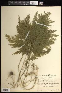 Selaginella stellata image