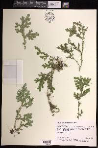 Selaginella estrellensis image