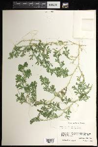 Selaginella silvestris image