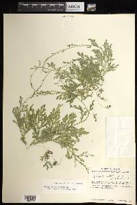 Selaginella sertata image