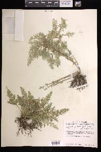 Selaginella pallescens image