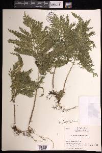 Selaginella haematodes image