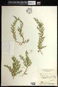 Selaginella subrugosa image