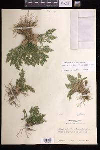 Selaginella pallescens image