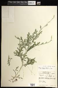 Selaginella sertata image