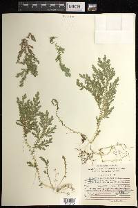 Selaginella stellata image