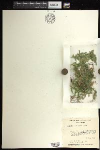 Selaginella subrugosa image