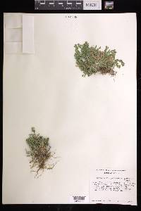 Selaginella pallescens image