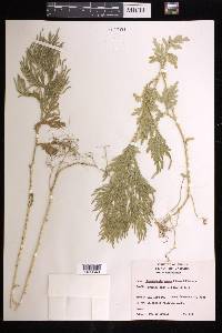 Selaginella plana image