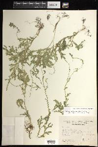 Selaginella sertata image