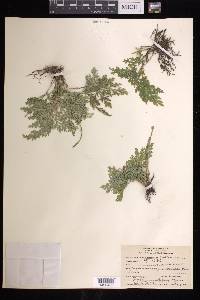 Selaginella pallescens image