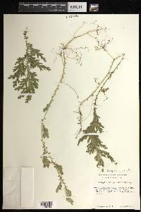 Selaginella stellata image