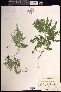 Selaginella hoffmannii image