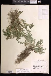 Selaginella pallescens image