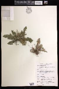 Selaginella lepidophylla image