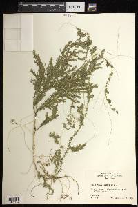 Selaginella sertata image