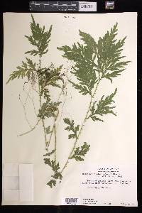 Selaginella plana image