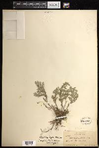 Selaginella rupincola image