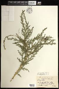 Selaginella stellata image