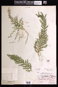 Selaginella krugii image