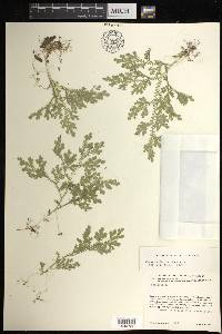 Selaginella sertata image