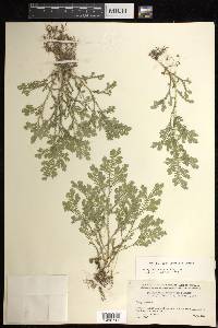 Selaginella sertata image