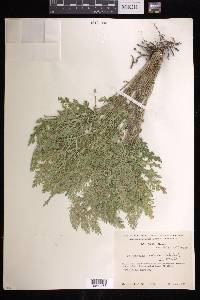 Selaginella pallescens image