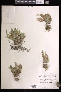 Selaginella pallescens image