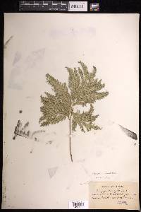 Selaginella haematodes image