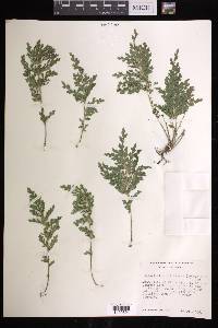 Selaginella pallescens image