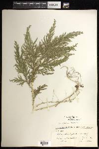 Selaginella stellata image