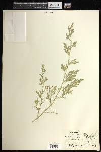 Selaginella sertata image