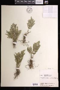 Selaginella pallescens image