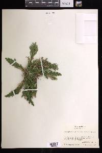 Selaginella pallescens image