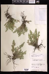 Selaginella pallescens image