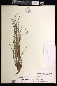 Isoetes panamensis image