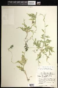 Selaginella sertata image