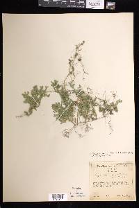 Selaginella marginata image