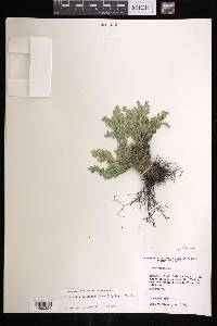 Selaginella pallescens image