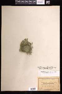 Selaginella pallescens image